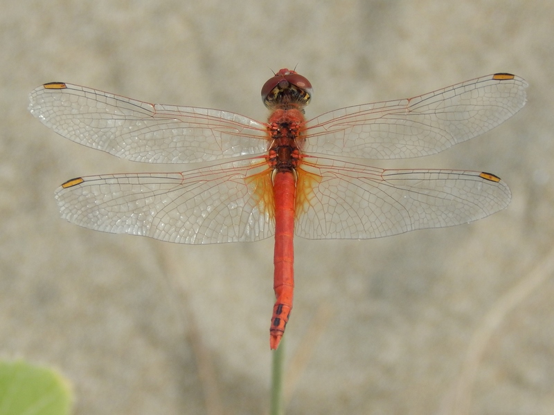 maschio di Sympetrum fonscolombii